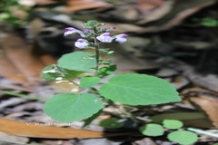 Scutellaria violacea
